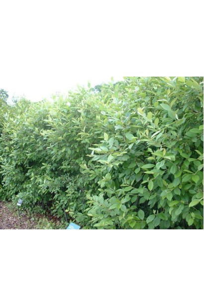 Аронія Brilliant для живоплоту